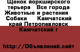 Щенок йоркширского терьера - Все города Животные и растения » Собаки   . Камчатский край,Петропавловск-Камчатский г.